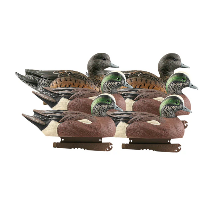 Banded Life-Size Wigeons (6-pack) 74043