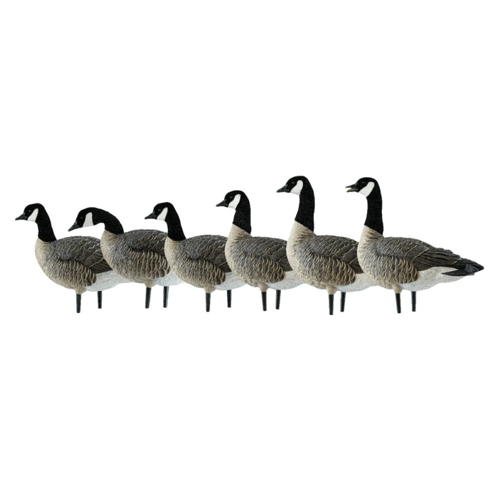 Avian-X AXP Lessers: Active Pack Canada Goose Decoy 9008