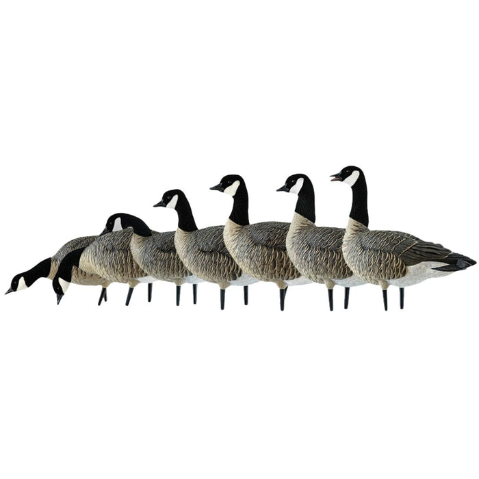 Avian X Flocked Outfitter Lesser Canada Goose Decoy’s 9033